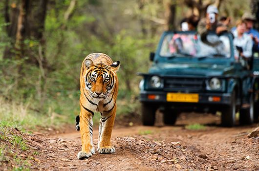 Jim Corbett